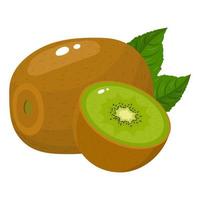 Fresh whole and half kiwi fruit with leaves isolated on white background. Summer fruits for healthy lifestyle. Organic fruit. Cartoon style. Vector illustration for any design.