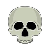 Cartoon skull isolated on white background. Cartoon human skull. Vector illustration for any design.