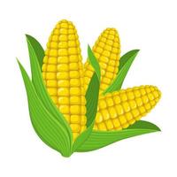 Fresh corn cob isolated on white background. Corn icon for market, recipe design, logo. Organic food. Cartoon style. Vector illustration for design.