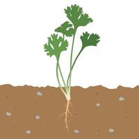 Ilustración de vector plano de hojas de cilantro