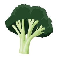 fresh broccoli vegetable vector