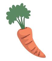 fresh carrot vegetable vector