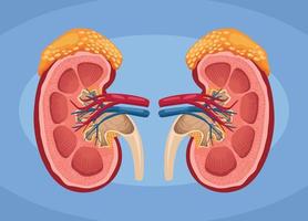 kidney realistic human organs vector