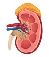 half kidney realistic organ vector