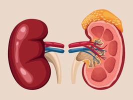 kidney realistic organs vector