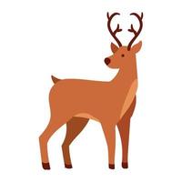 reindeer wild animal vector