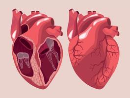 realistic hearts human organs vector