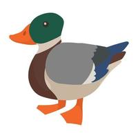 wild duck bird animal spice vector