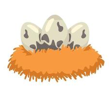 bird eggs in nest vector