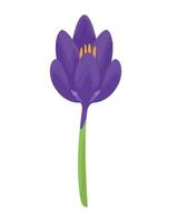 beautiful crocus flower garden vector