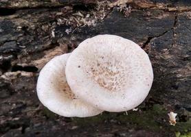 Beautiful wild white Lentinus tigrinus mushroom grows on the rotten log in the rainy season. Suitable for science, agriculture, magazine, advertising, poster, etc. photo