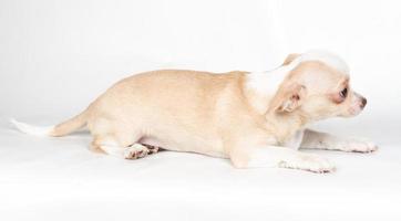 Chihuahua puppy on white background photo