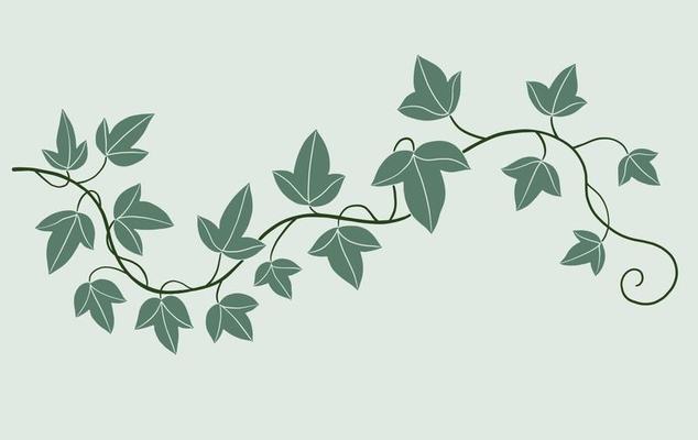 Ivy Vector Art, Icons, and Graphics for Free Download