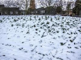 Trees and Vegetation in Winter on Snow in a Parc photo