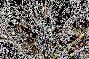Fondo de ramas de árboles abstractos de ilustración digital foto