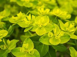 primer plano de flores amarillas de euphorbia cornigera en un jardín foto