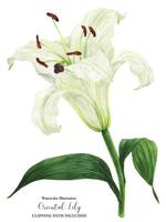 Blooming flower of Oriental Lily watercolor photo