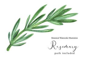 Rosemary green stem branch. Botanical watercolor illustration, path included photo