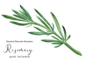 Rosemary green stem branch. Botanical watercolor illustration, path included photo