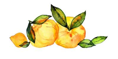 Citrus fruits composition by watercolor photo