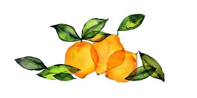 Watercolor fresh lemon fruits photo