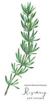 Rosemary green stem branch. Botanical watercolor illustration, path included photo