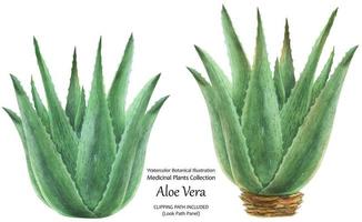 Watercolor botanical illustration Aloe Vera Bushes photo