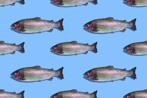 Seamless pattern of raw rainbow trout closeup isolated on blue background. Fish swim to the left. photo