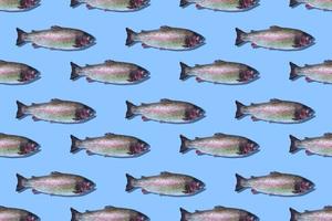 Seamless pattern of raw rainbow trout closeup isolated on blue background. Fish swim to the right. photo