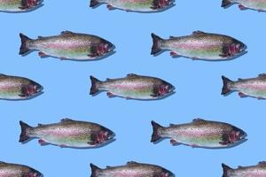 Seamless pattern of raw rainbow trout closeup isolated on blue background. Fish swim to the right. photo
