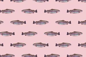 Seamless pattern of raw rainbow trout closeup isolated on pink background. Fish swim in different directions. photo