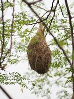 nido pájaro pájaro tejedor colgar en el árbol naturaleza fondo foto