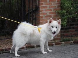 White dog,Japanese spitz photo