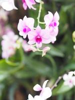Pink, purple orchids Dendrobium lindley, Orchidaceae, Dendrobium phalaenopsis beautiful bouquet on blurred of nature background photo