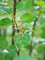 fruta de morera que florece en el árbol en el jardín en el fondo borroso de la naturaleza foto