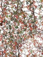Grunge style tree branches and leaves pattern, perfect for decoration and textiles photo