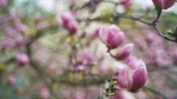 visão de câmera de mão lenta de botões cor de rosa em uma árvore de magnólia