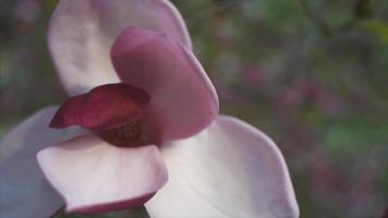 Primer plano manual de la flor de magnolia cerrada con enfoque cambiante video