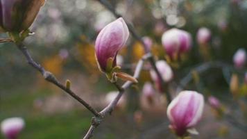 langzaam camerabeeld uit de hand van roze knoppen en bloesems op een magnoliaboom