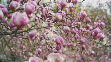 handhållen närbild av stängd magnoliablom med skiftande fokus video