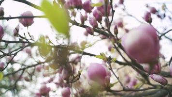 vista en movimiento de mano de capullos de rosa en un árbol de magnolia video