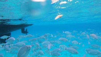 les poissons nagent après la nourriture et éclaboussent la surface de l'eau depuis la vue sous-marine video
