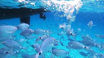 onderwatermening van vissen die zwemmen en voedsel eten video