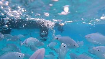 vue sous-marine de poissons mangeant de la nourriture video