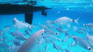 Unterwasseransicht von Fischen, die Nahrung fressen video