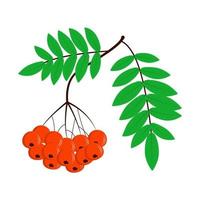 Rowan branch with leaves and berries vector