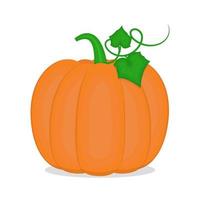 Pumpkin with a leaf vector illustration on a white background