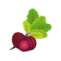 Whole beetroot and slices illustration vector