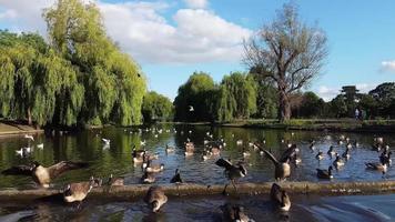 Lake View and Water Birds at Local Public Park of England Great Britain UK video
