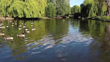 Lake View and Water Birds at Local Public Park of England Great Britain UK video